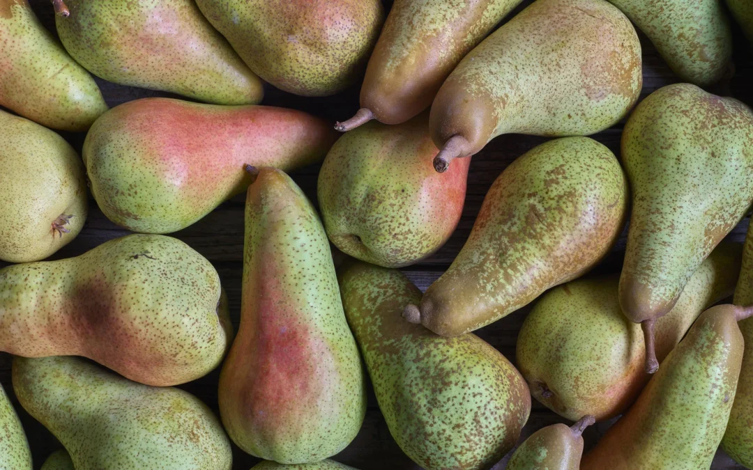 Fruit Modena